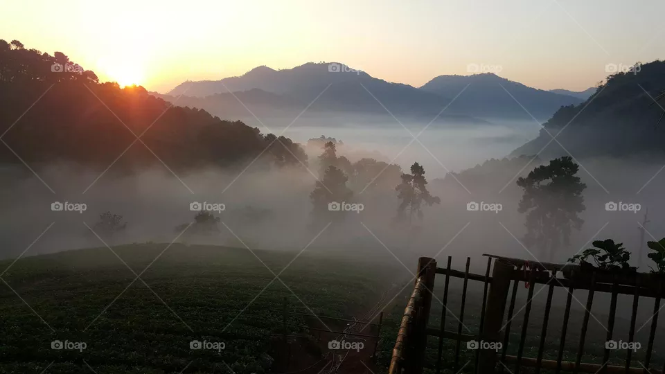 morning fog