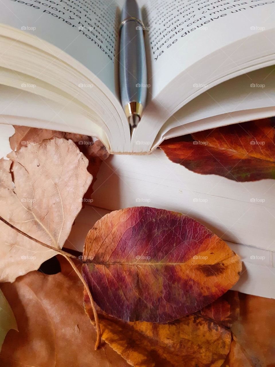 lectura y otoño