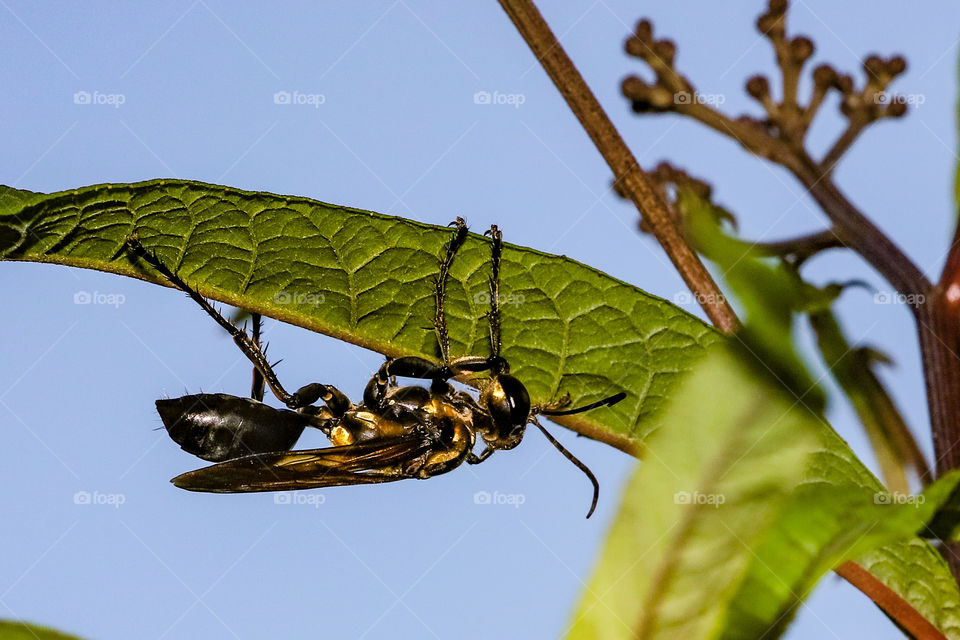 a little macro photography fun