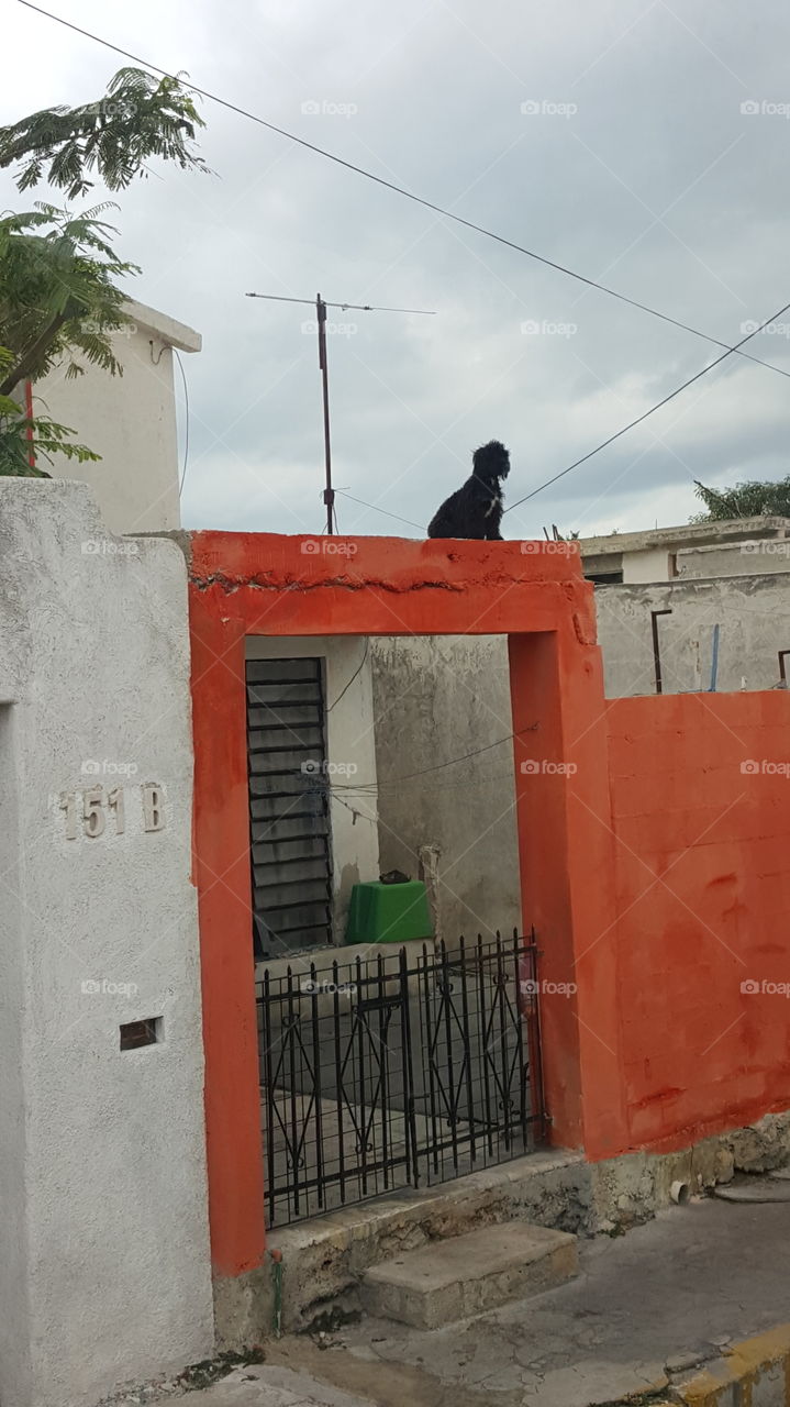 Dog on a roof in Yucatan