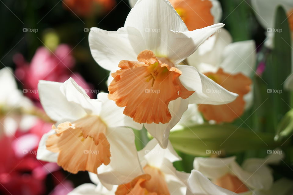 Close-up of flower