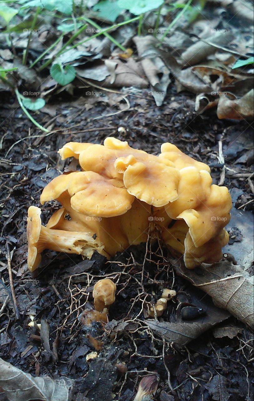 Little Orange Mushrooms