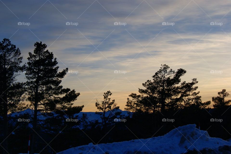 Silhouette of trees at sunset