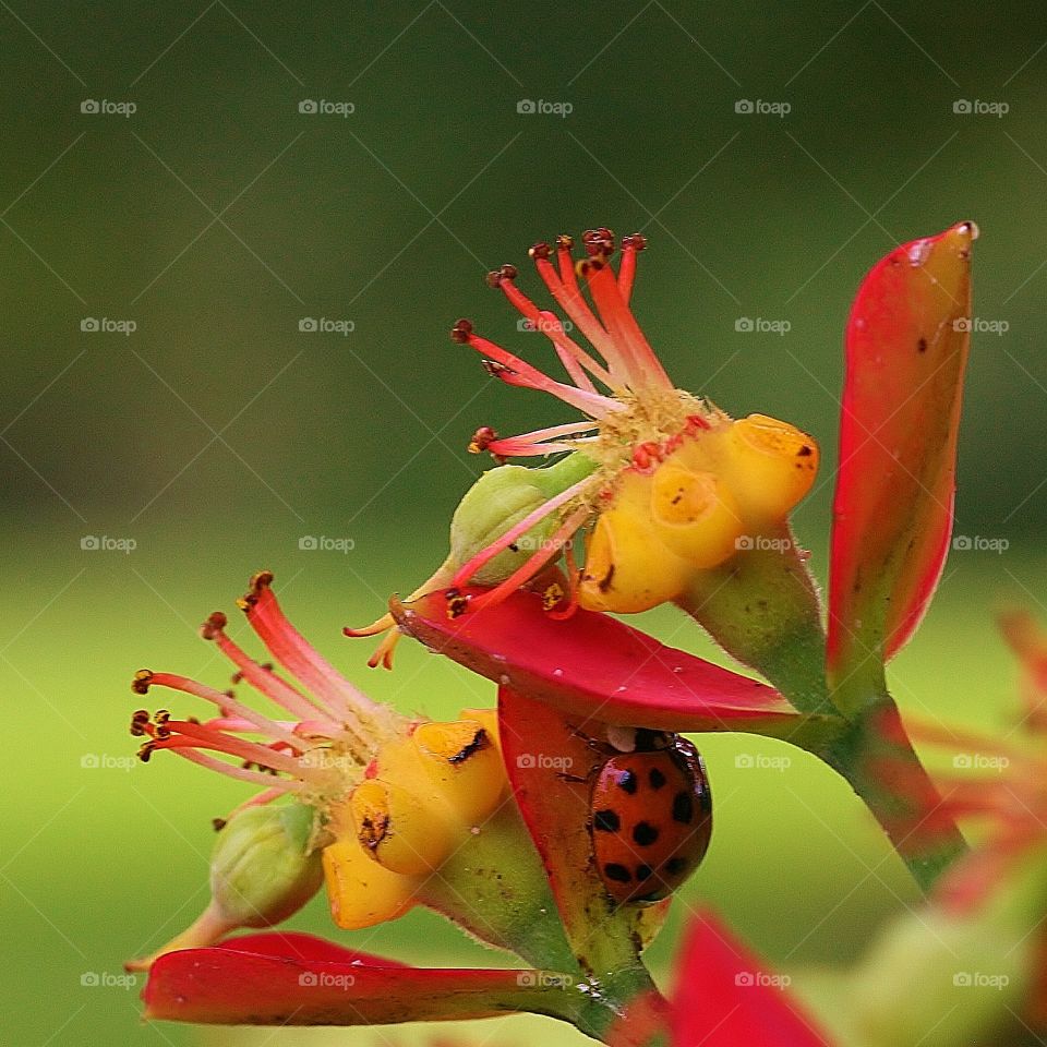 Garden lady Bug. Leu Gardens in Orlando, FLorida is home to many beautiful plants, flowers, trees, and small wildlife. 