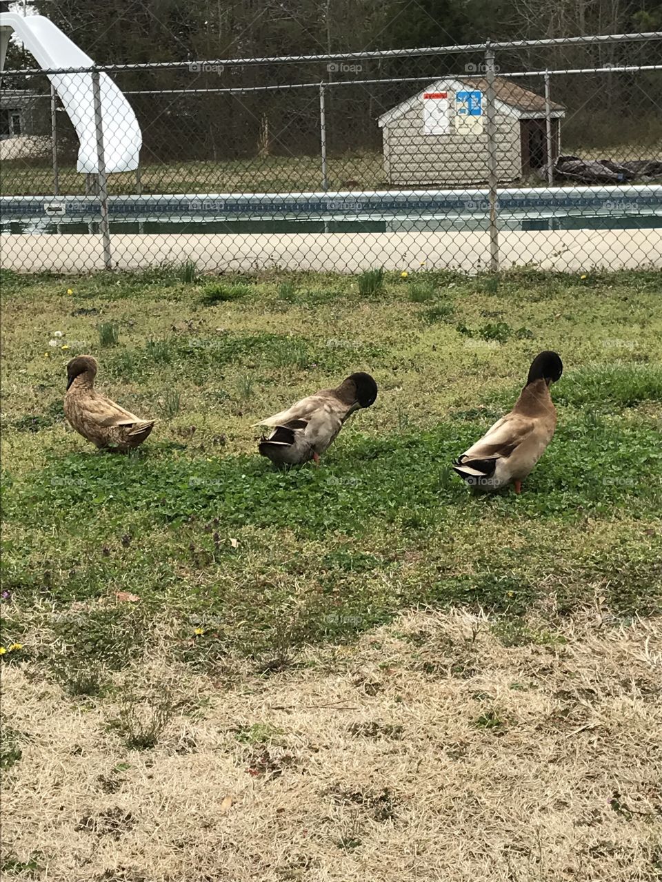 Ducks