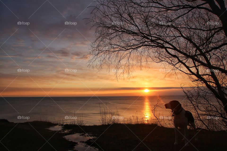 Silhouette of a dog at sunset