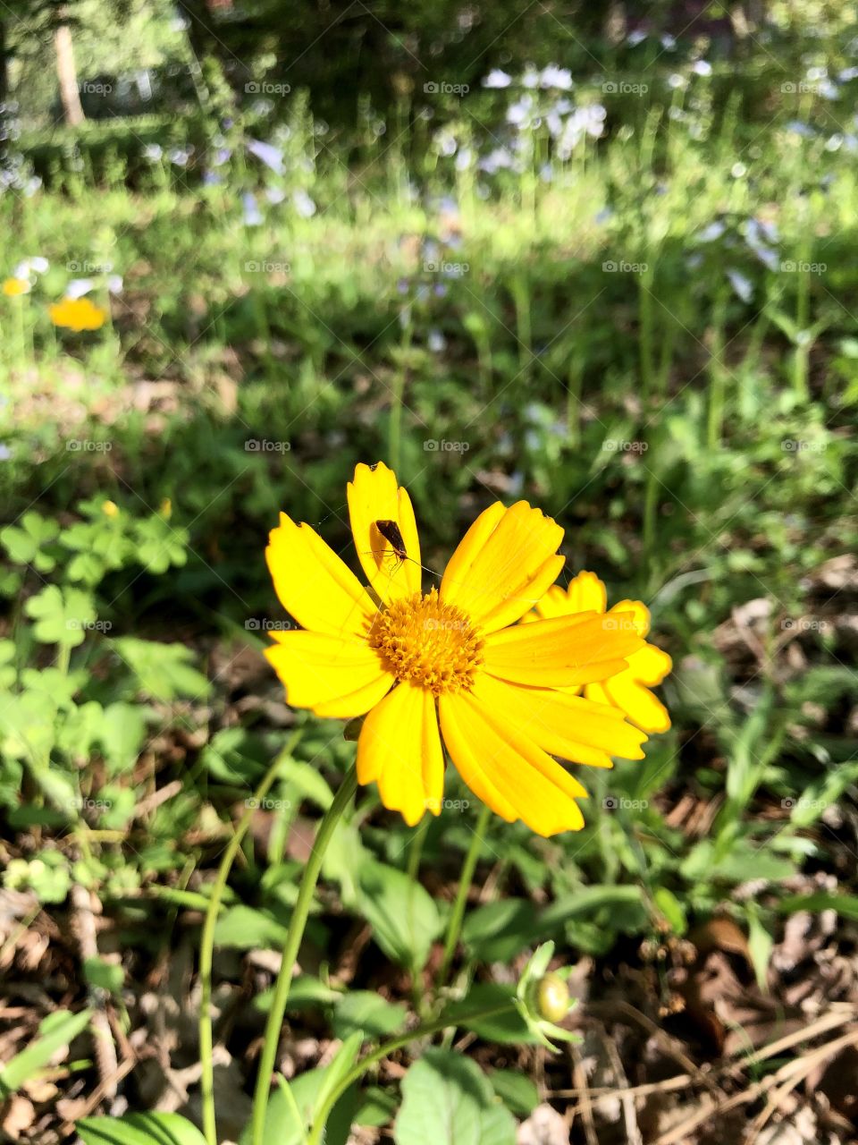 Tiny insect on yellow daisy 