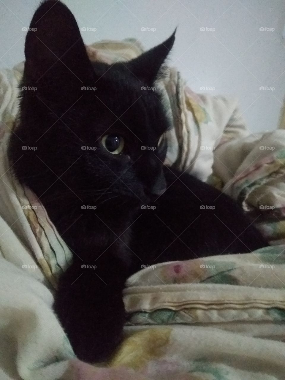 My cat in my blanket. I love her. How nota to love? / Minha gata no meu cobertor. Como não amar?