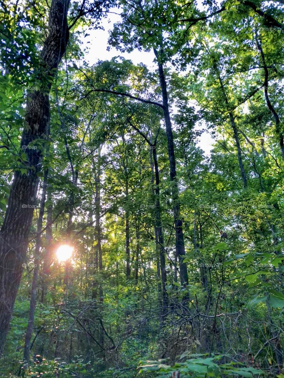 Sunlight Through The Forest