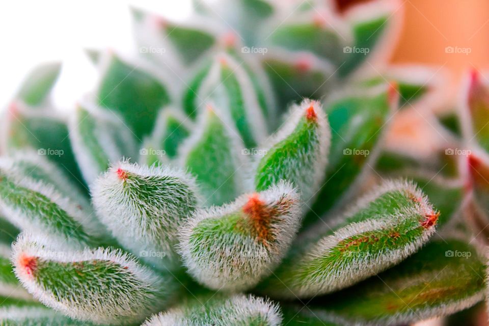 Green cactus with red tips. Closeup, blured background.