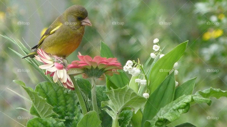 Bird and flowers
