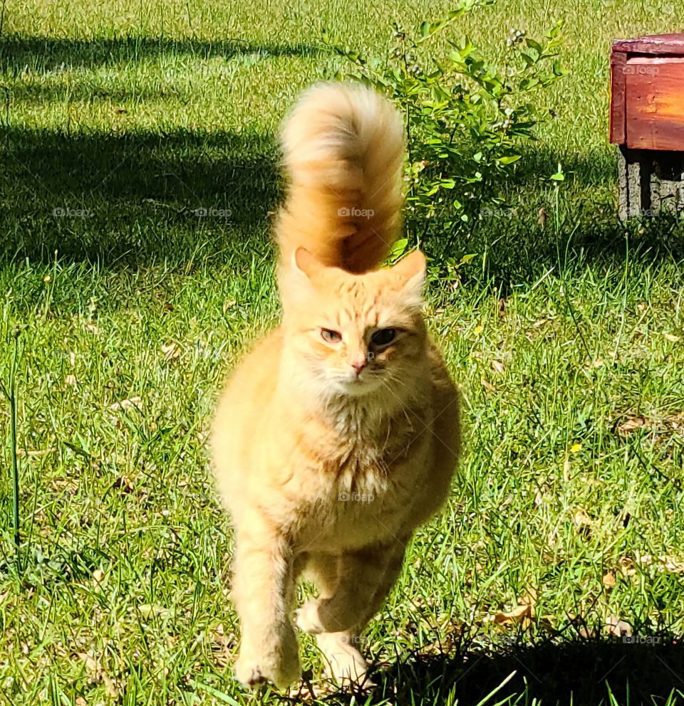 Beautiful Cat's Tail