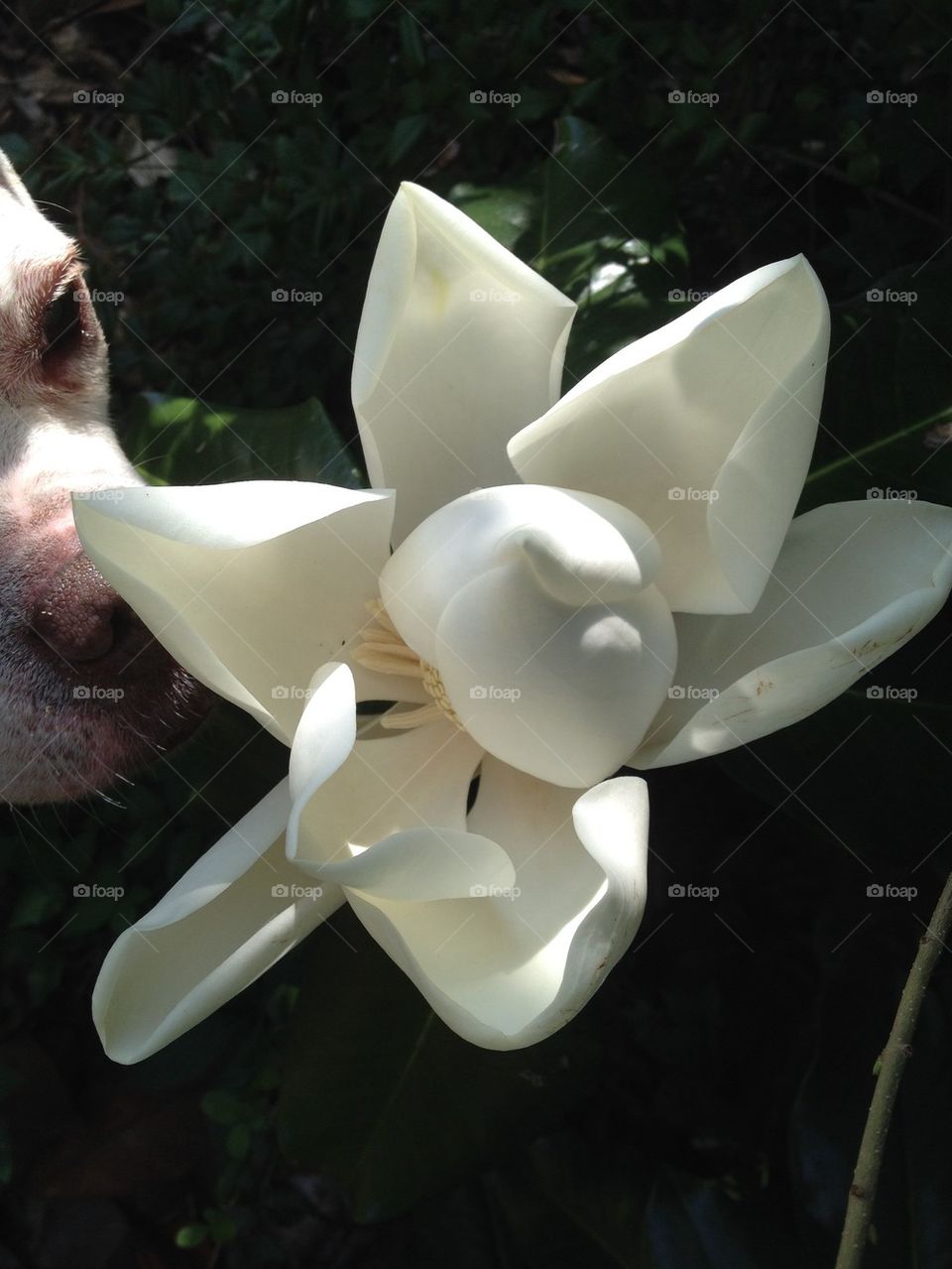 Taking time to smell the flowers 