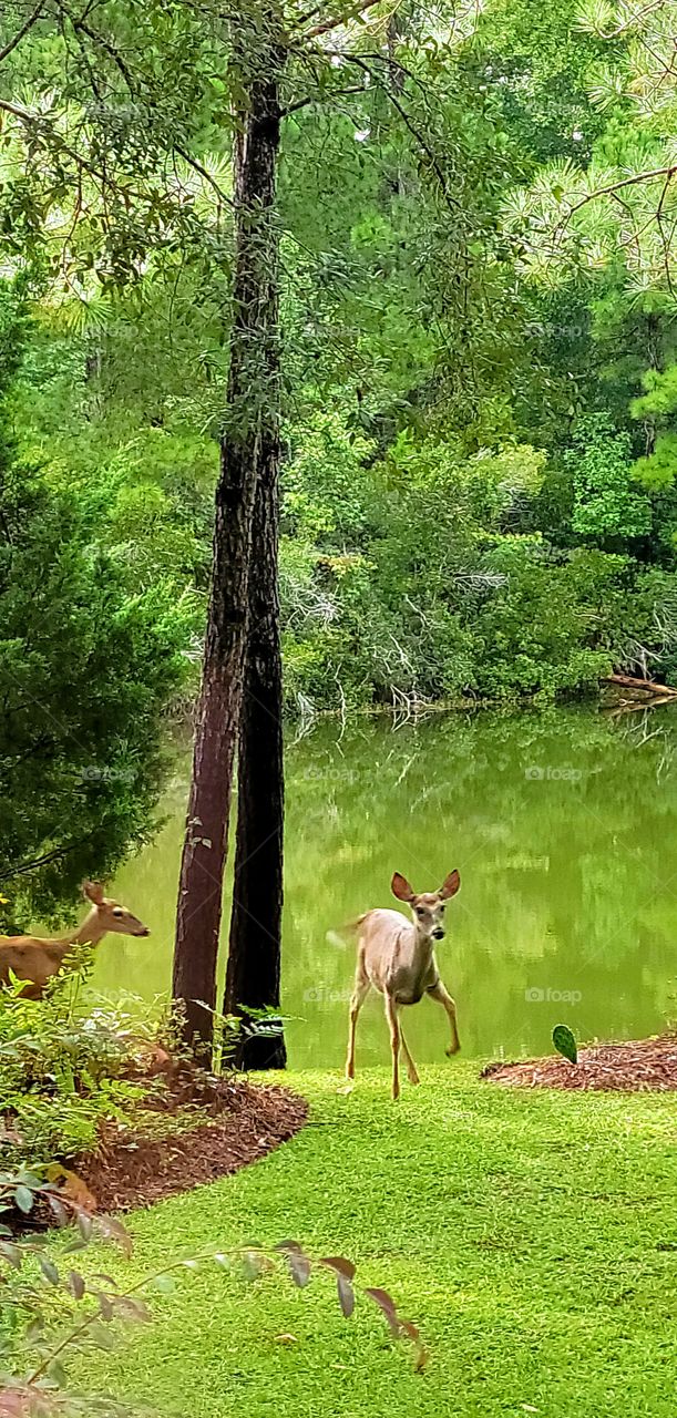 running deer