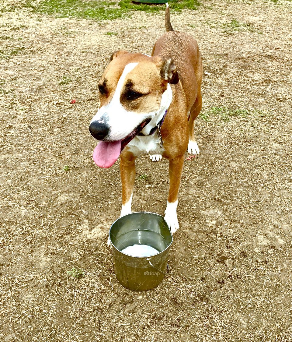 Dog Drinking Water