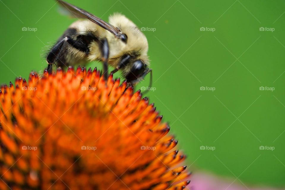 bee
