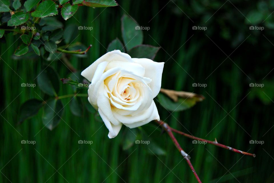 White Rose