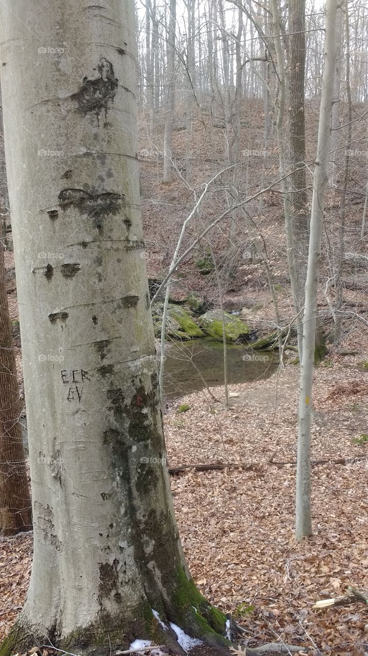 "A moment in time..."  Old tree with initials of people that were once in that spot. Beautiful forest landscape, riverbed and mature trees. Nature's beauty with a mark in history.