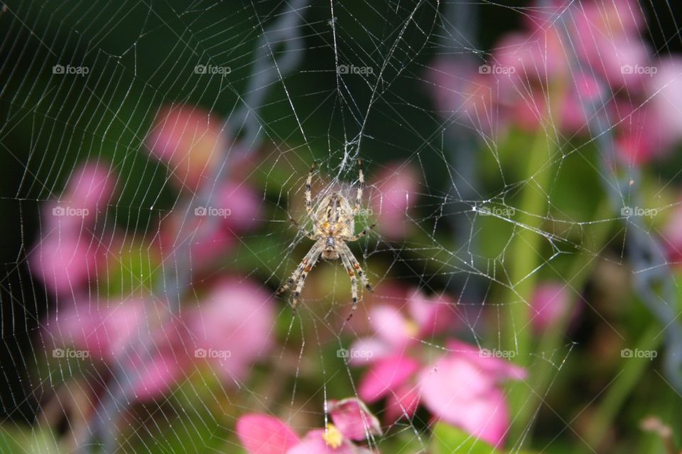 Spider Web