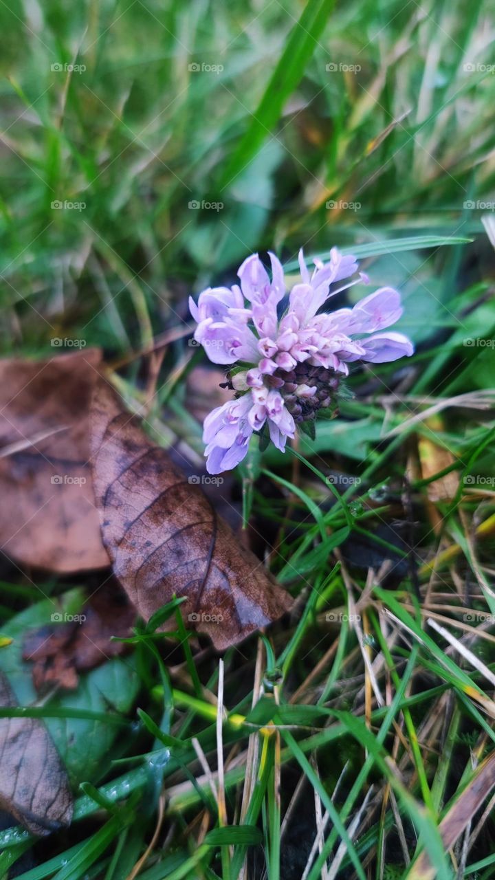 Paskutinės rudens gėlės