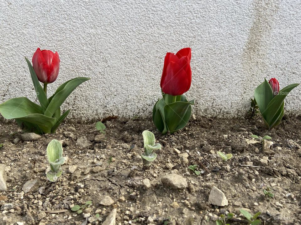 Three red tulips in a row at various stages of growing in the spring.