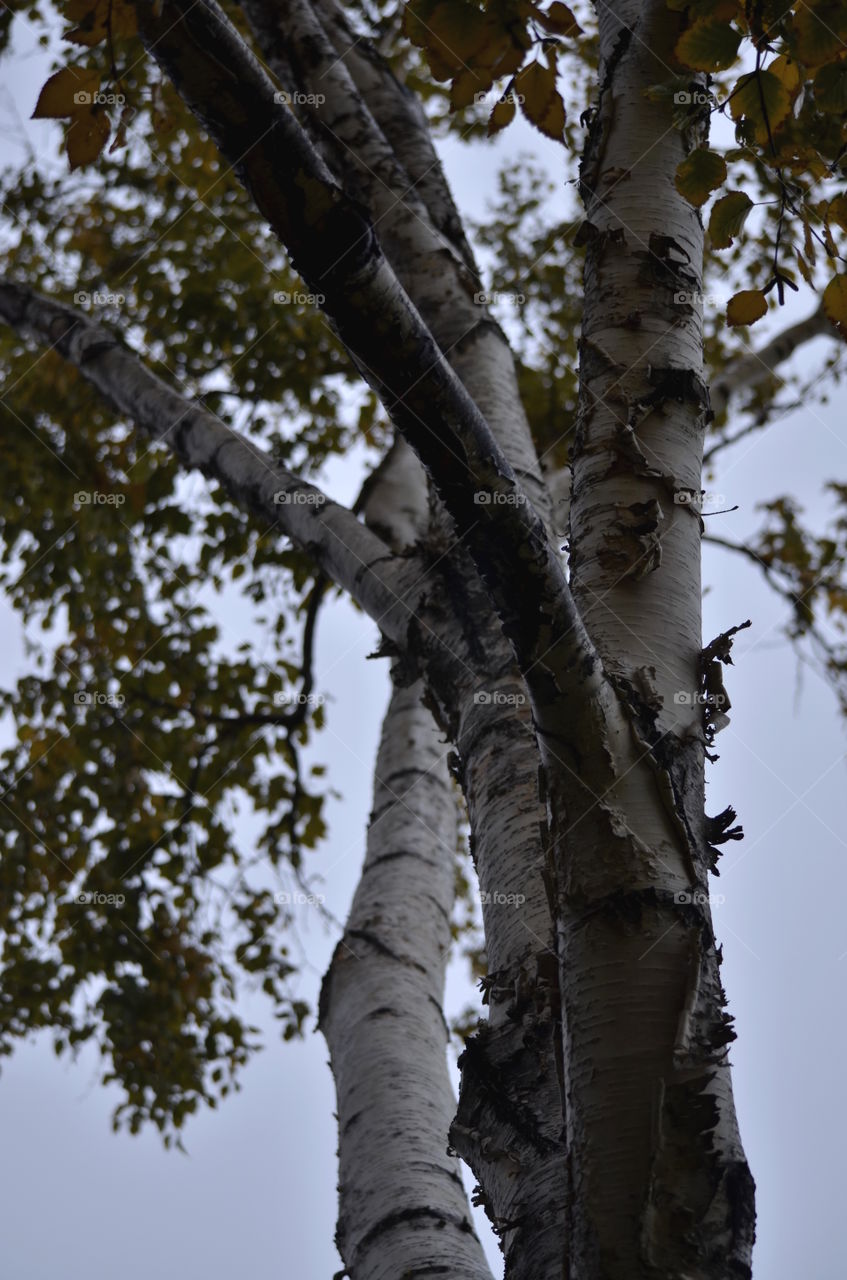 Fall a Aspens on a grey day