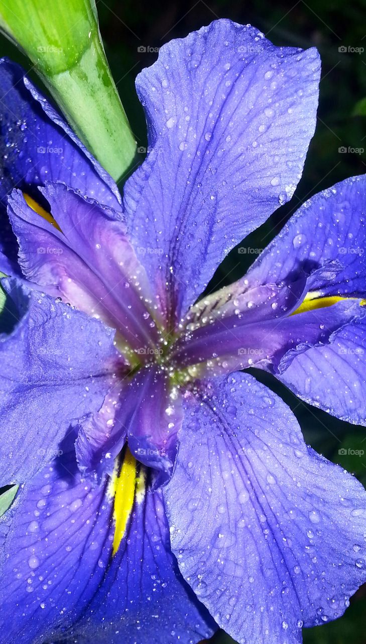 Close-up of purple flower with waterdrops