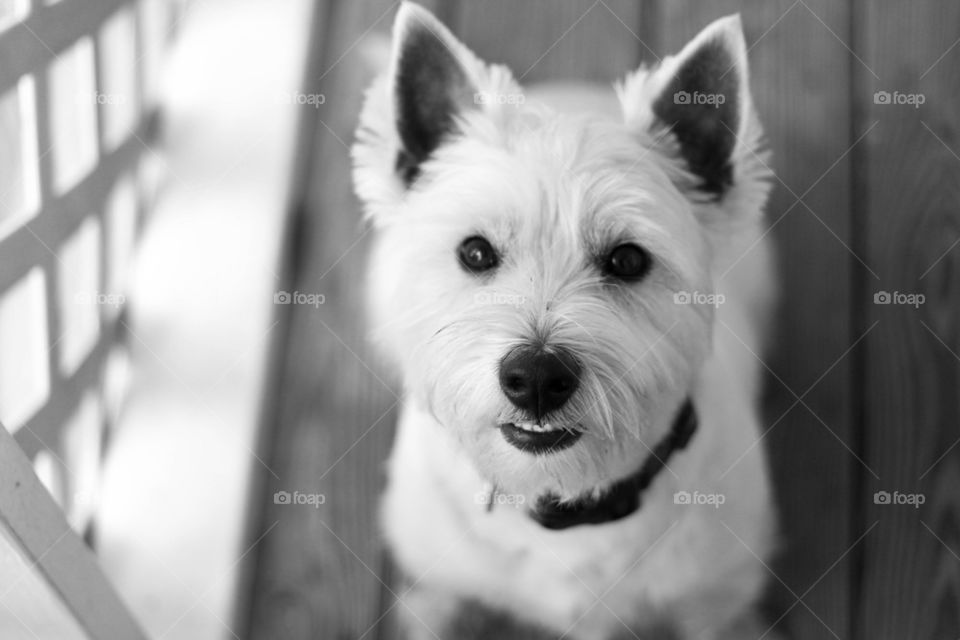 Westie 