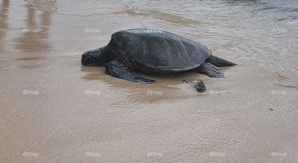 a large sea turtle climbing onto the sand from the sea at the beach