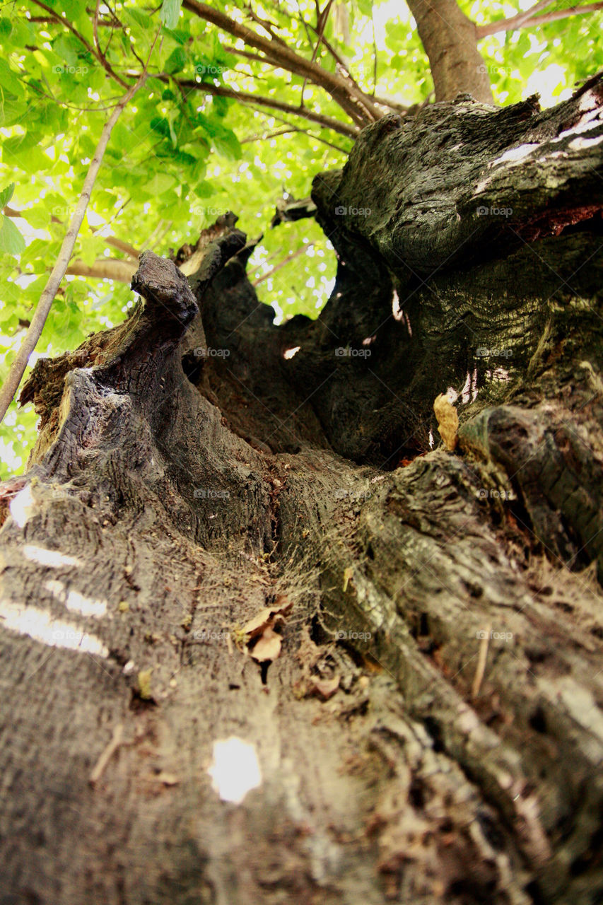 nature wood tree inside by feerglas