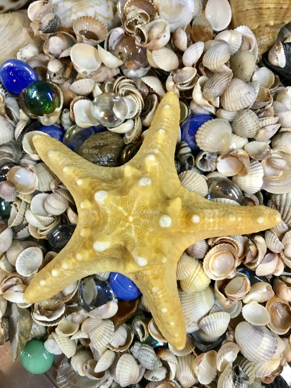 High angle view of starfish