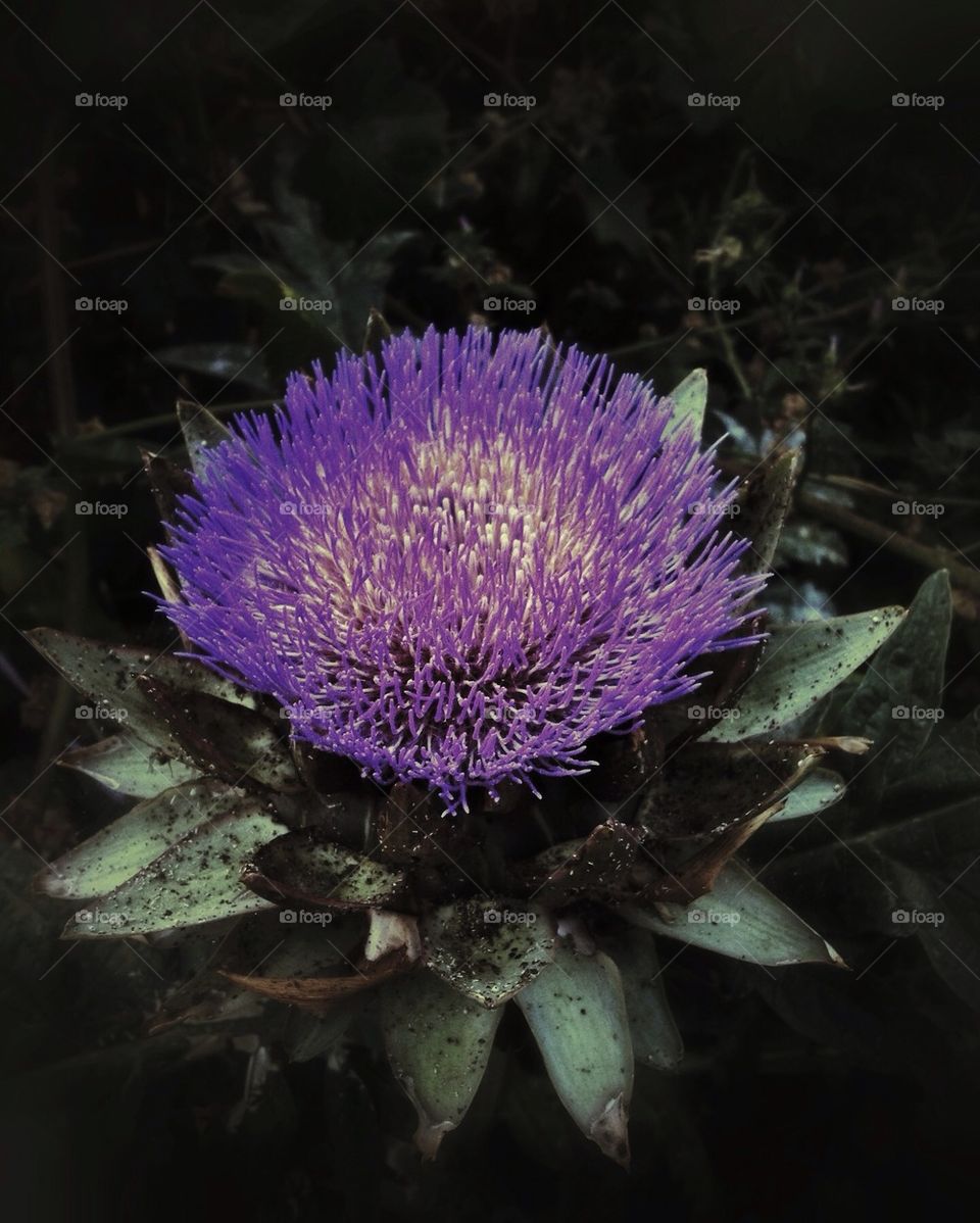 Artichoke flower