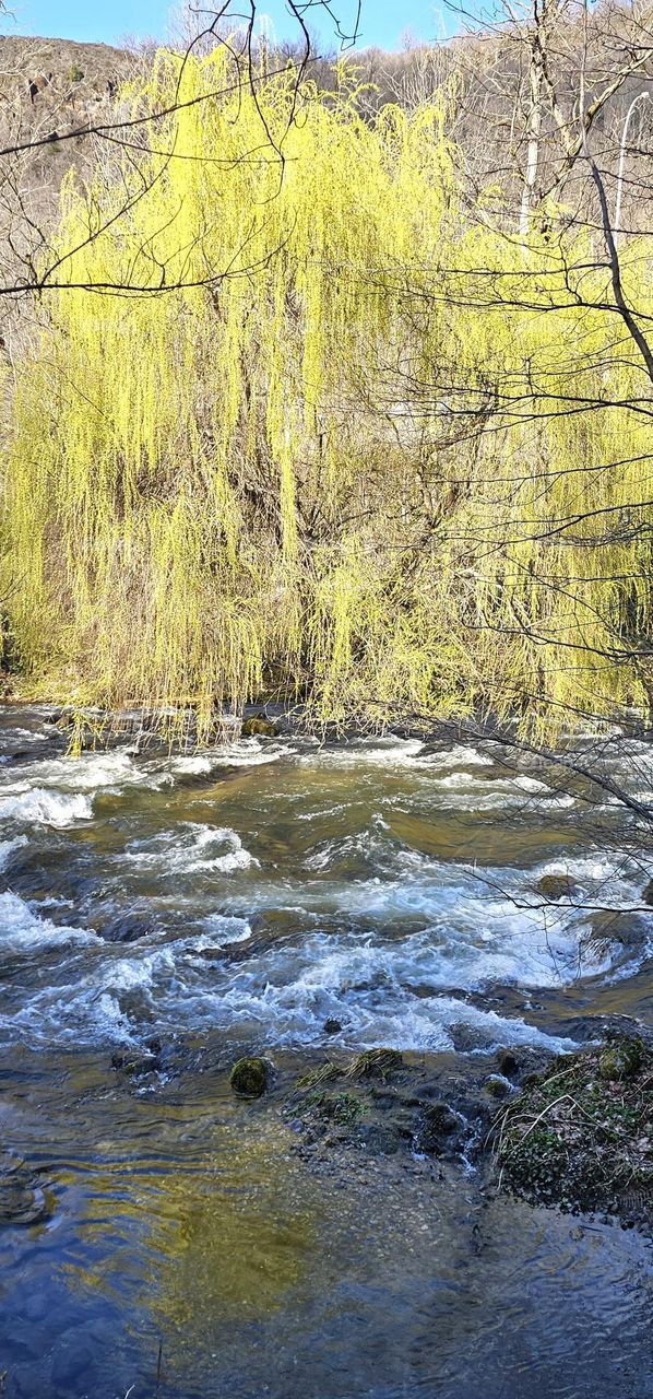 saule pleureur à Ax les thermes