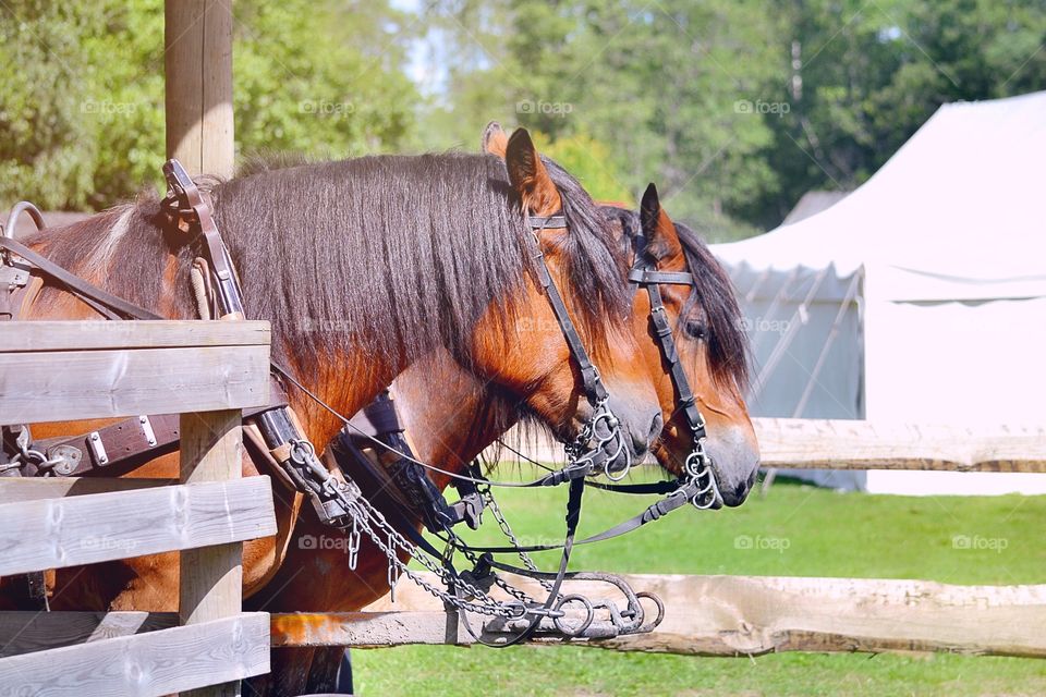 Horses. Two big horses pulling a wagon