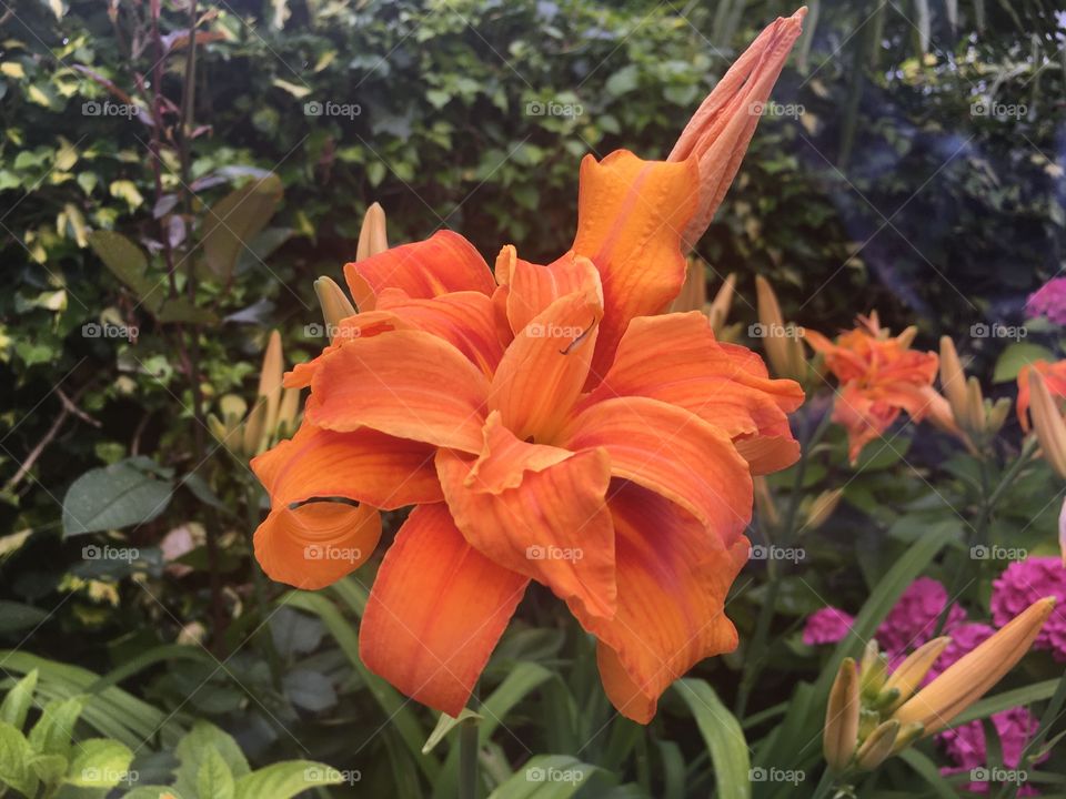 Beautiful orange flower 