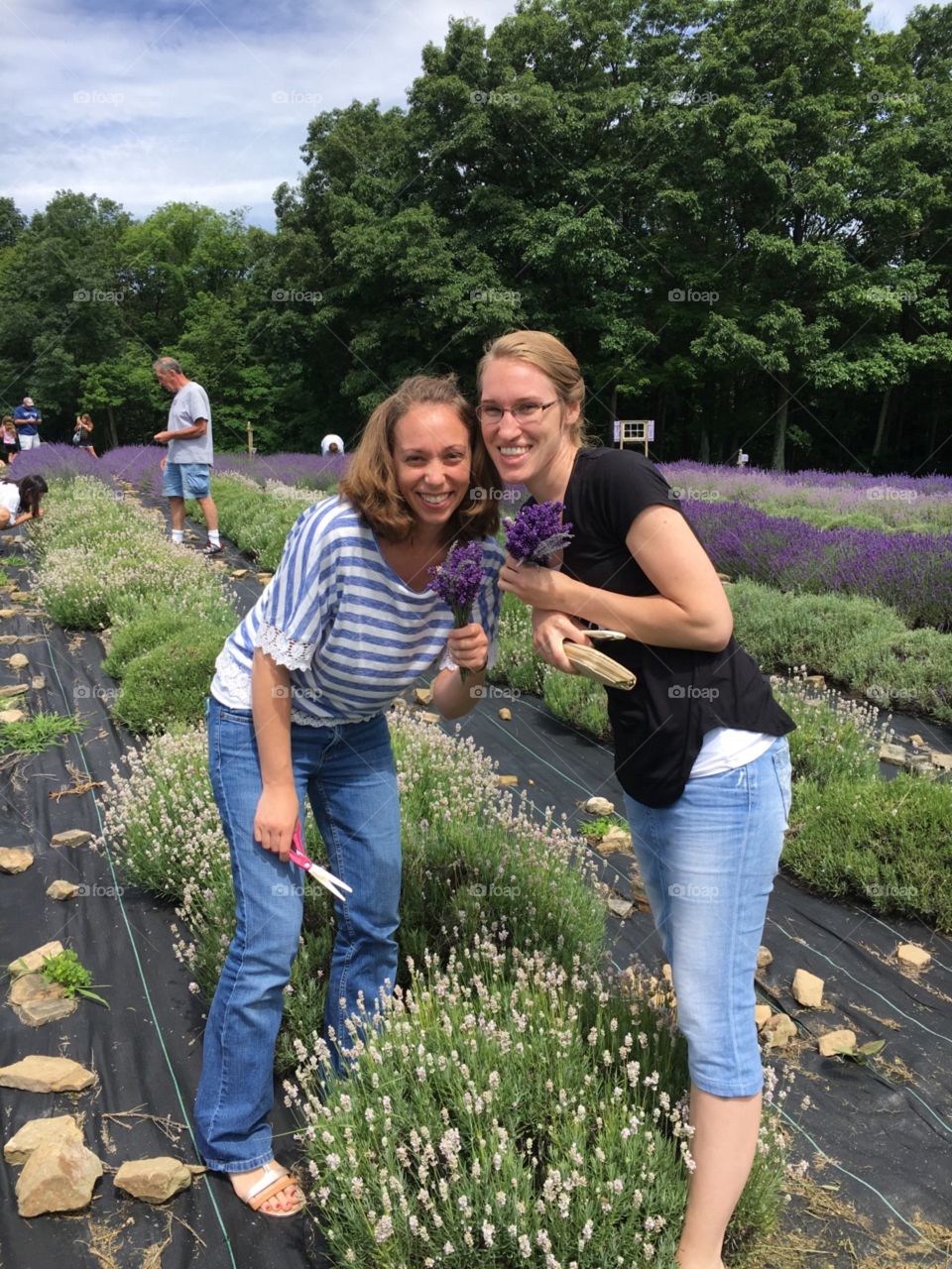 lavender picking