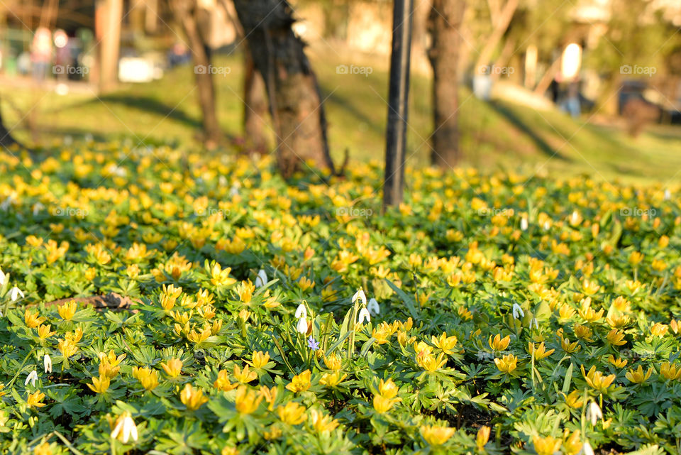 Flower carpet