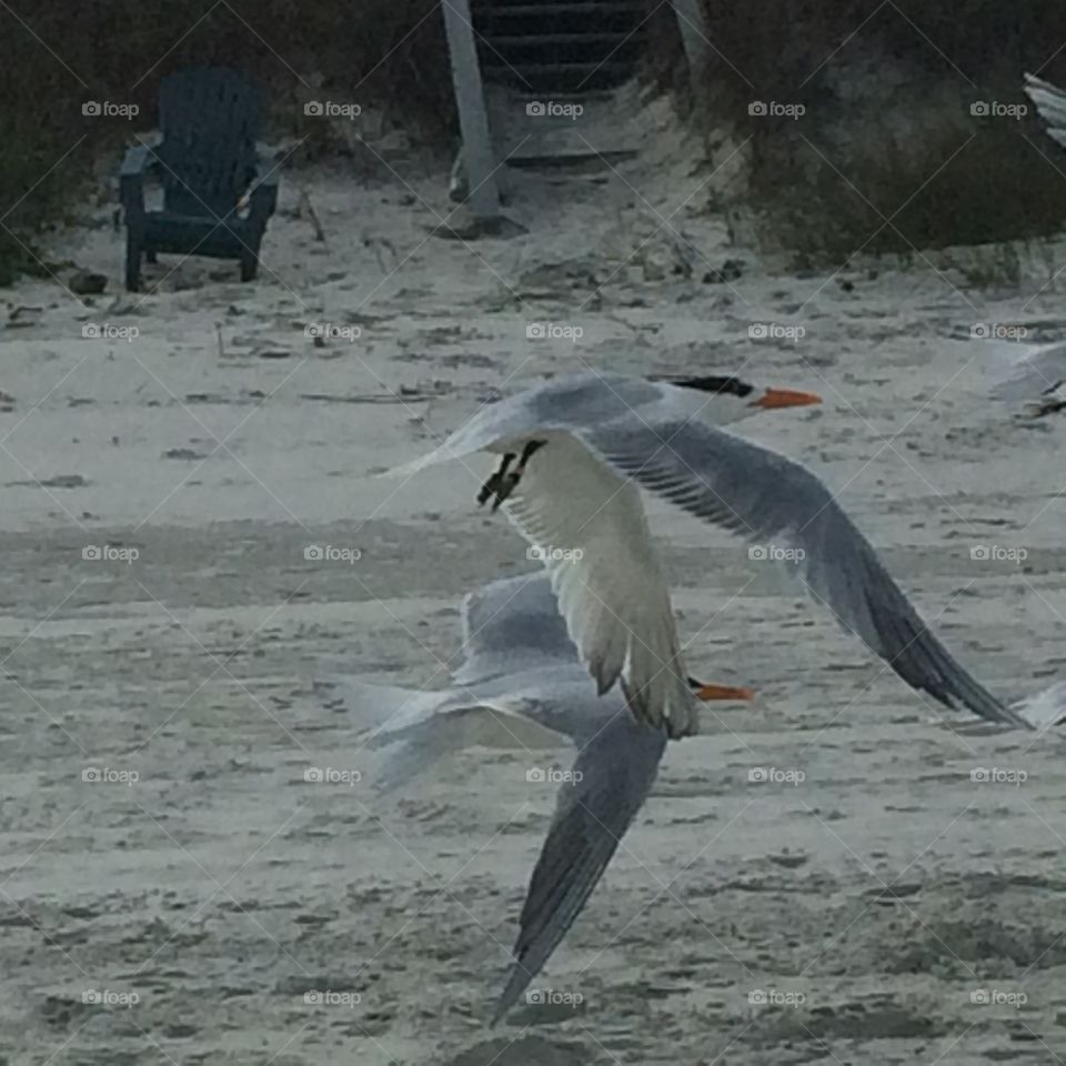 Bird flying on beach