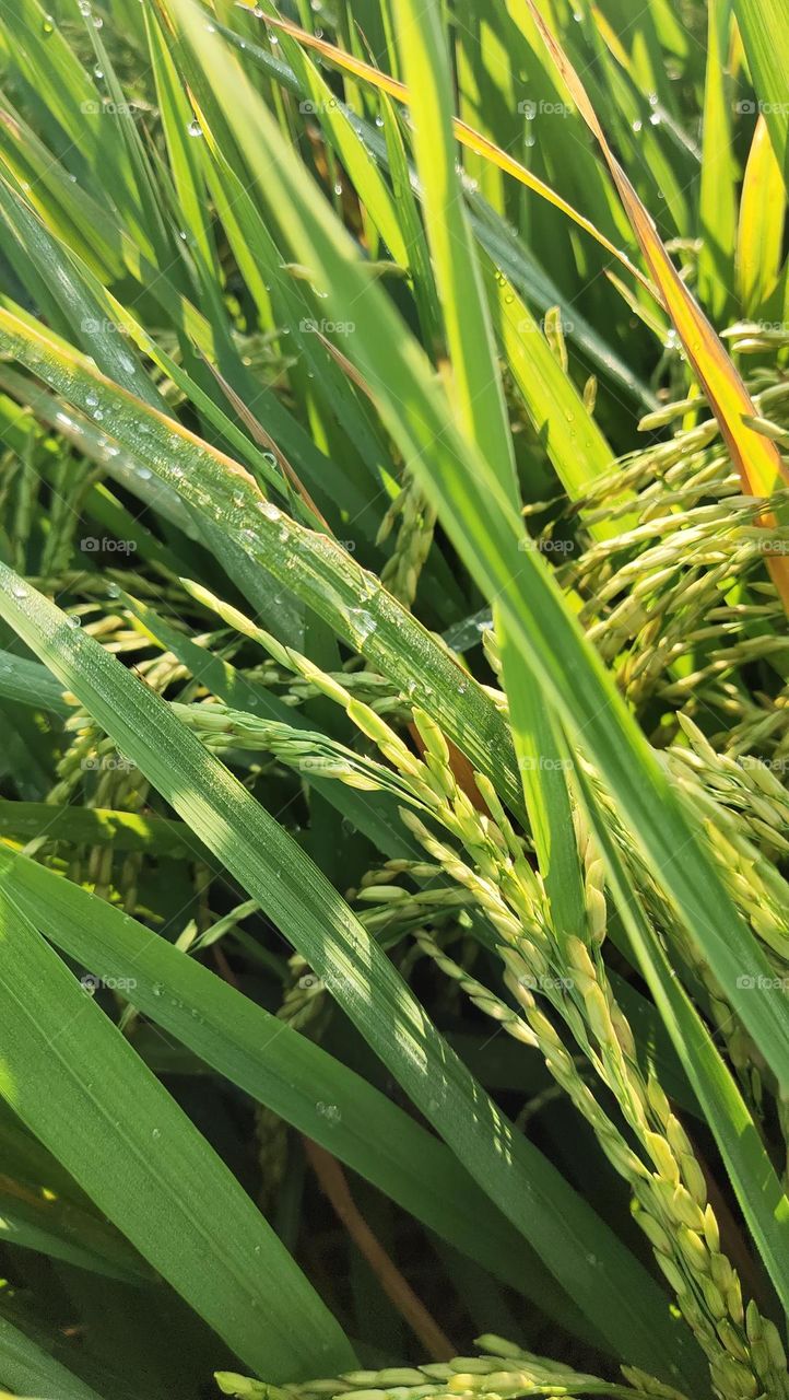 padi sudah menguning