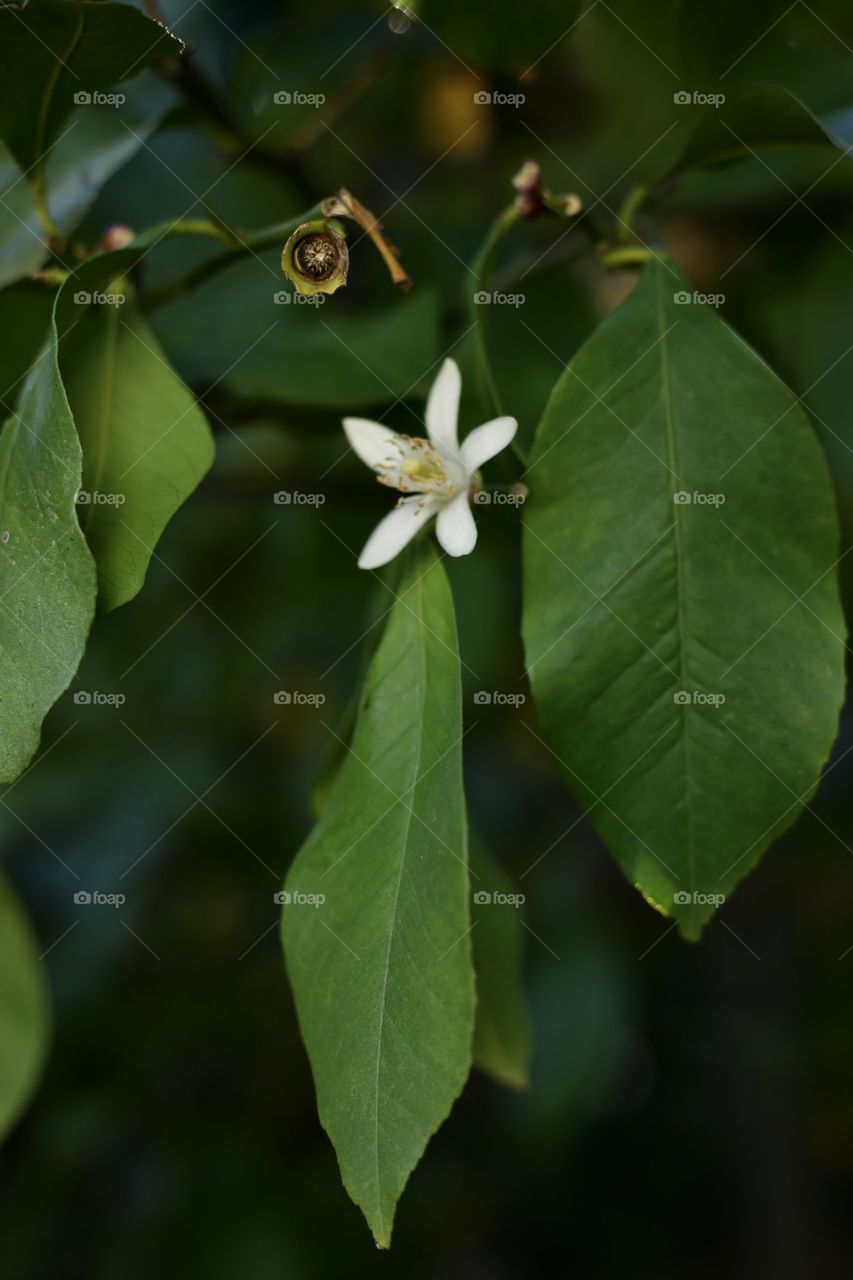 lemon tree flower