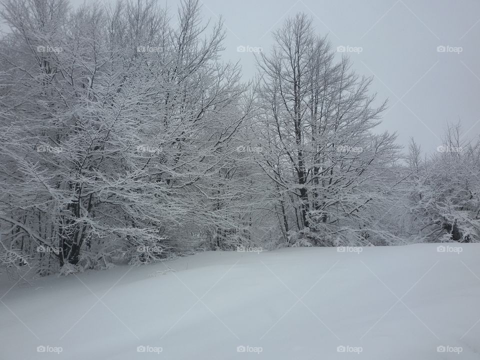 winter scene, snow, ice, cold, winter landscape