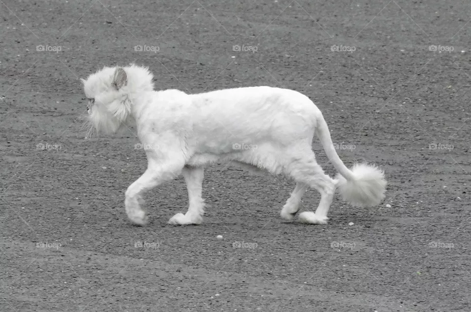Old cat called Ronnie freshly groomed crossing leisurely the road