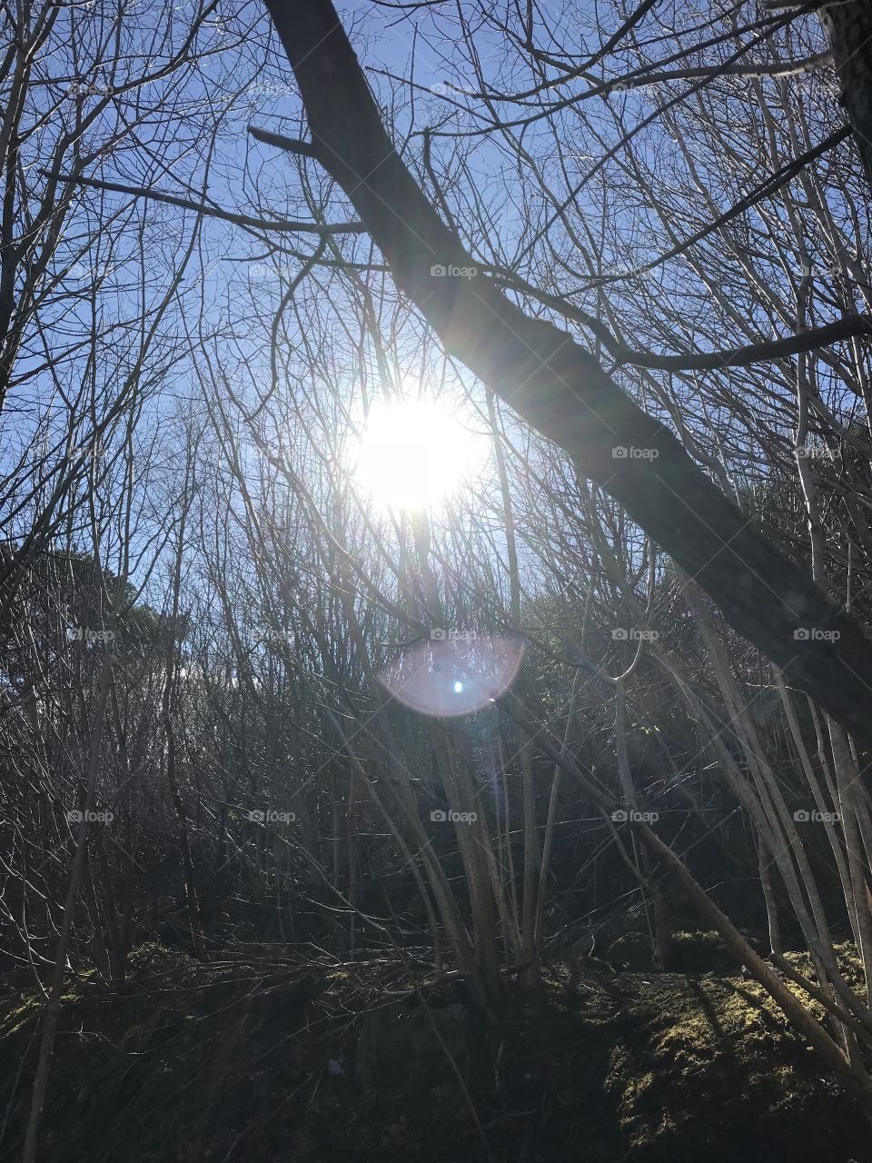 The sun between trees.