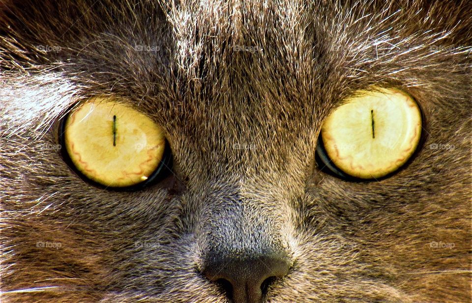 cat's eyes