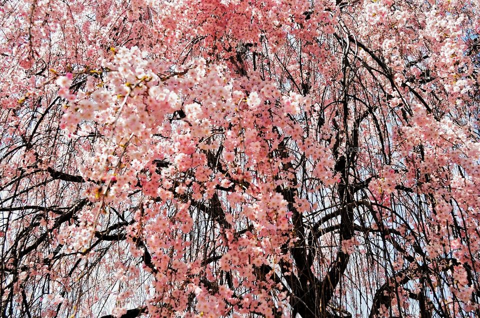 Sakura tree