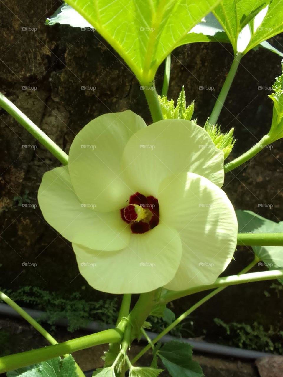 Bandhakka flower