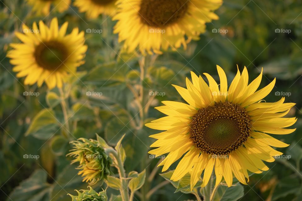 Beautiful sunflower field