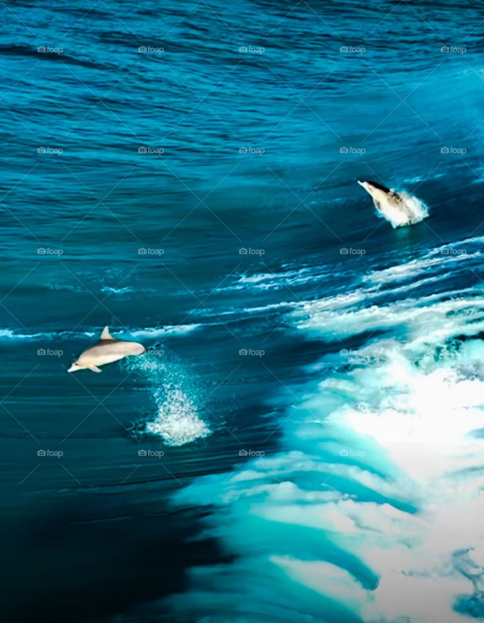dolphins