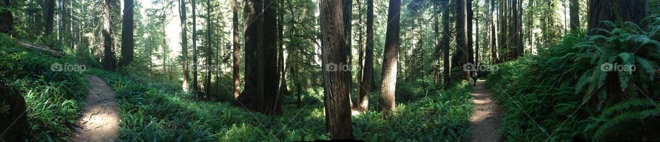 Redwood national forest 