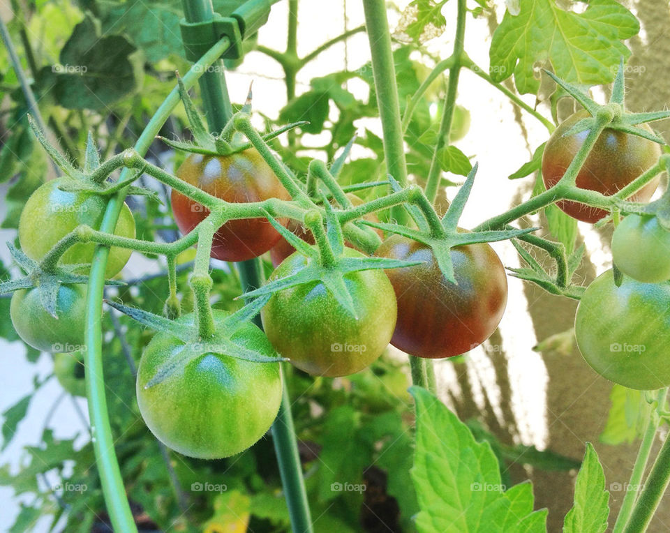 garden plant tomato fruit by mrpicasso2